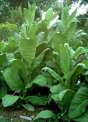 Sherazi Tobacco Plant